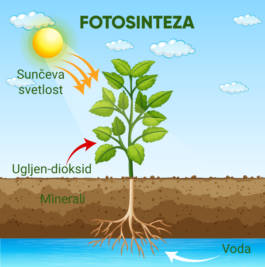 Životni Procesi Kod Biljaka | Shtreber